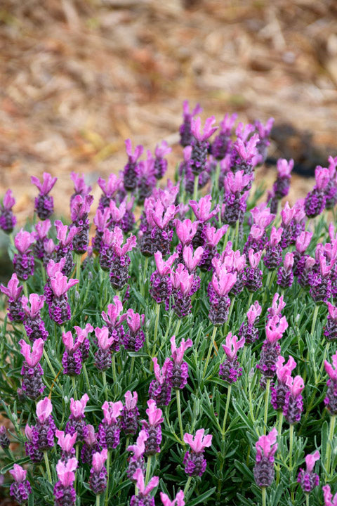 Lavender - Bubbleberry Ruffles (Lavandula pedunculata)