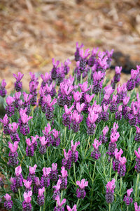 Lavender - Bubbleberry Ruffles (Lavandula pedunculata)