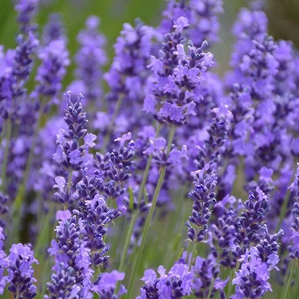 Lavender - English (Lavandula angustifolia) - Ladybird Nursery