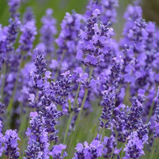 Lavender - English (Lavandula angustifolia) - Ladybird Nursery