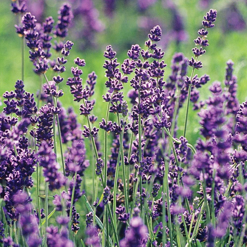 Lavender - English (Lavandula angustifolia) - Ladybird Nursery