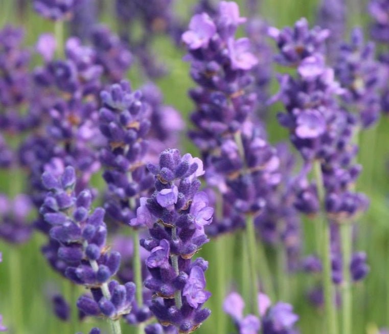 Lavender - English (Lavandula angustifolia) - Ladybird Nursery