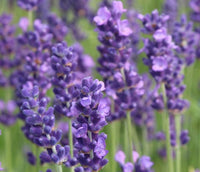 Lavender - English (Lavandula angustifolia)