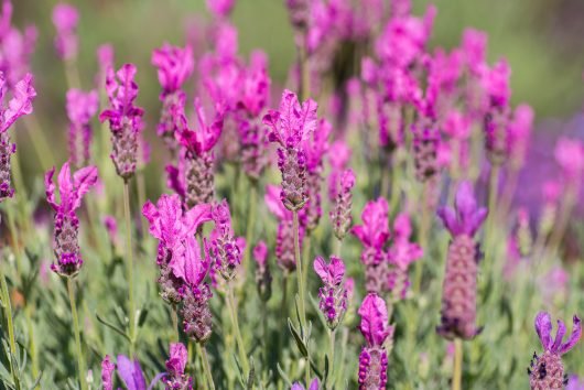 Lavender - Fairy Wings Radiance (Lavandula pedunculata) - Ladybird Nursery