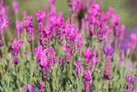 Lavender - Fairy Wings Radiance (Lavandula pedunculata)
