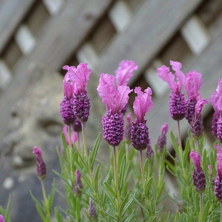 Lavender - Fairy Wings Radiance (Lavandula pedunculata) - Ladybird Nursery
