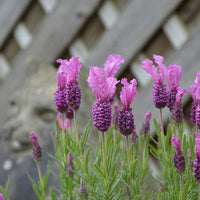 Lavender - Fairy Wings Radiance (Lavandula pedunculata)