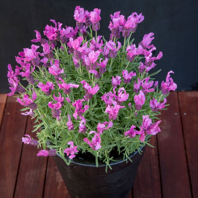 Lavender - Fairy Wings Radiance (Lavandula pedunculata) - Ladybird Nursery