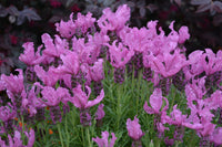 Lavender - Fairy Wings Spellbound (Lavandula pedunculata) - Ladybird Nursery