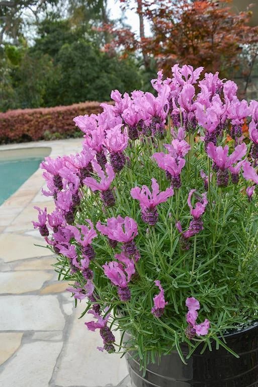 Lavender - Fairy Wings Radiance (Lavandula pedunculata) - Ladybird Nursery
