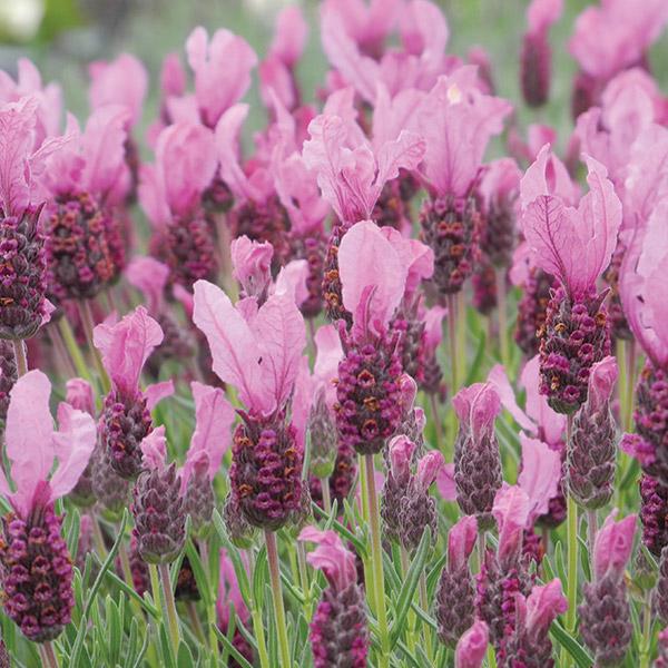 Lavender - Fairy Wings Spellbound (Lavandula pedunculata) - Ladybird Nursery