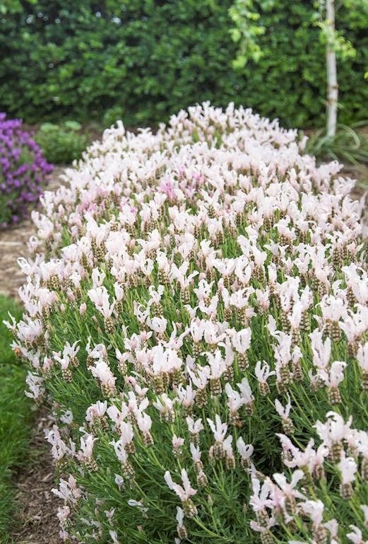 Lavender - Fairy Wings Whimsical (Lavandula pedunculata) - Ladybird Nursery