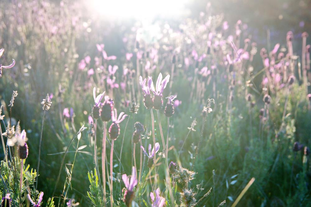 Lavender - Fairy Wings Whimsical (Lavandula pedunculata)