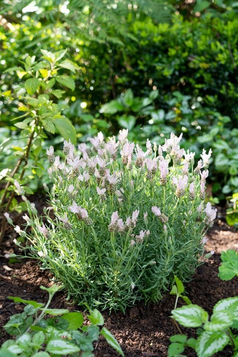 Lavender - Fairy Wings Whimsical (Lavandula pedunculata) - Ladybird Nursery