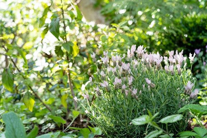 Lavender - Fairy Wings Whimsical (Lavandula pedunculata) - Ladybird Nursery