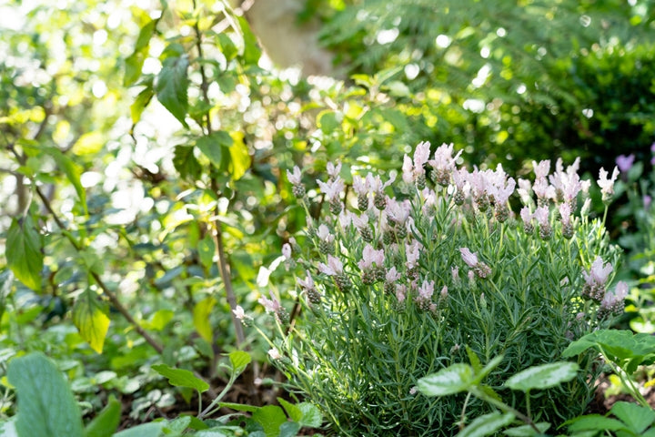Lavender - Fairy Wings Whimsical (Lavandula pedunculata)