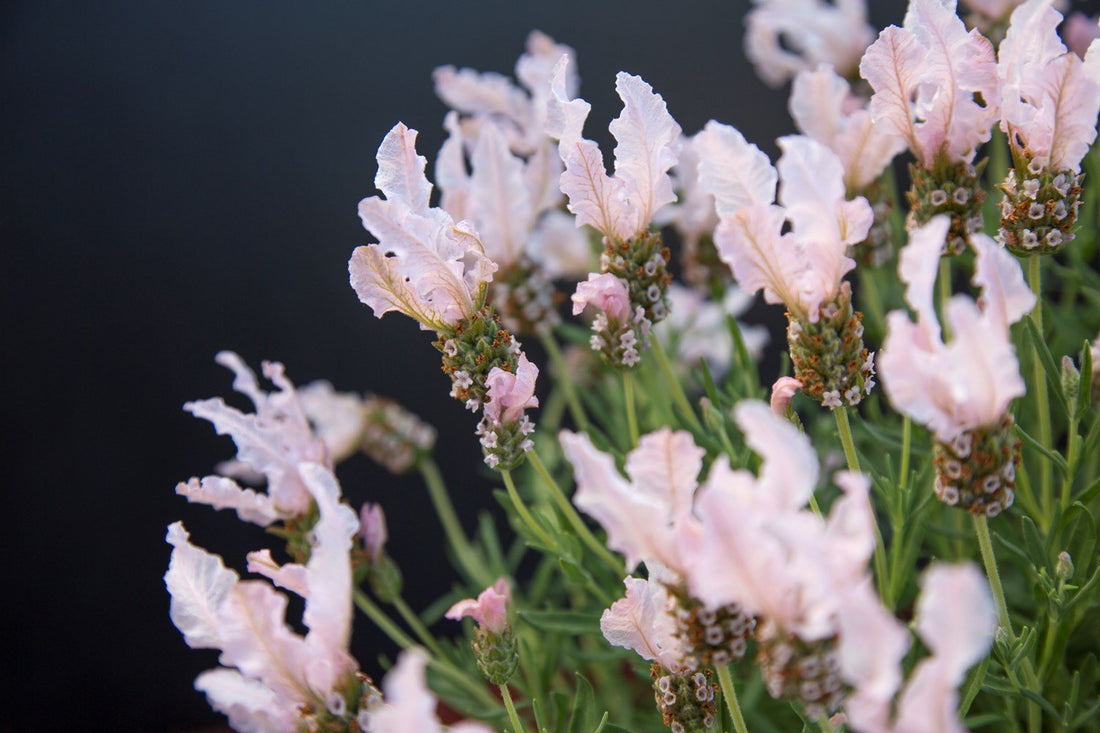 Lavender - Fairy Wings Whimsical (Lavandula pedunculata) - Ladybird Nursery