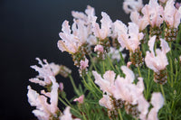 Lavender - Fairy Wings Whimsical (Lavandula pedunculata)