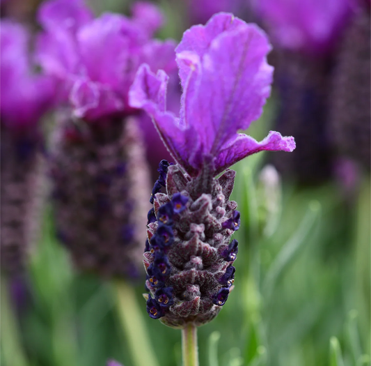 Lavender 'Tuscany Dark Royalty'