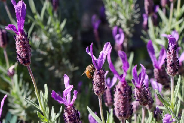 Lavender - French (Lavandula dentata) - Ladybird Nursery