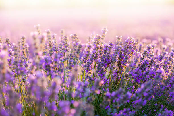 Lavender - French (Lavandula dentata)