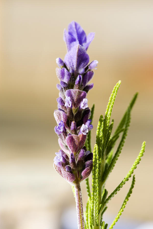 Lavender - French (Lavandula dentata)