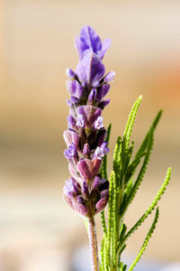Lavender - French (Lavandula dentata)