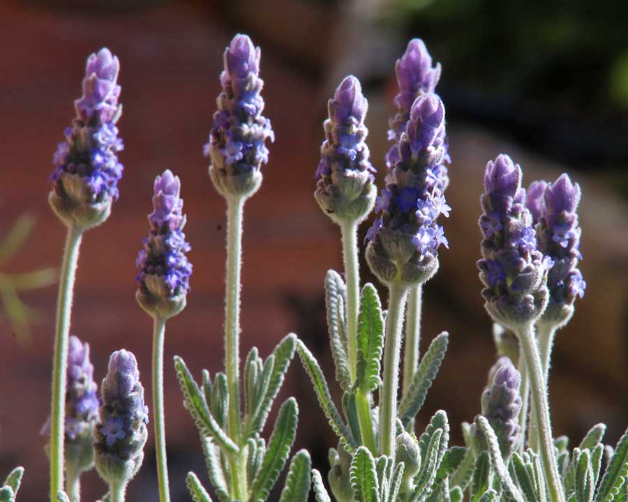 Lavender - French (Lavandula dentata) - Ladybird Nursery