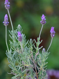 Lavender - French Revolution (Lavandula dentata) - Ladybird Nursery
