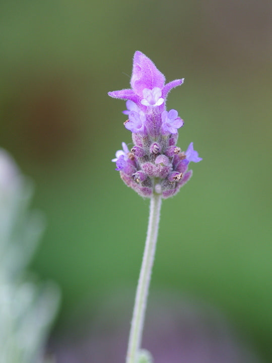 Lavender - French Revolution (Lavandula dentata)