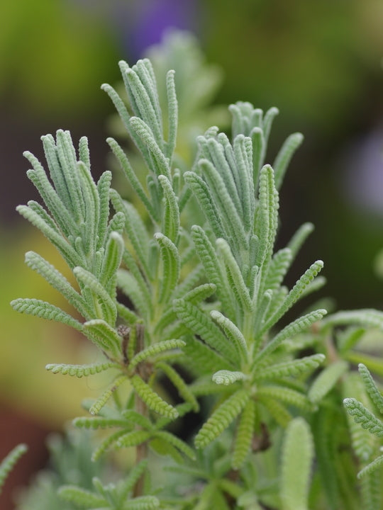 Lavender - French Revolution (Lavandula dentata)