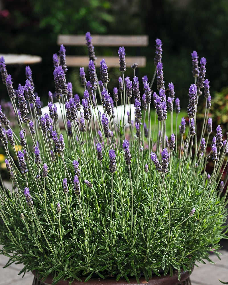 Lavender - French Revolution (Lavandula dentata)