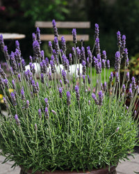 Lavender - French Revolution (Lavandula dentata)
