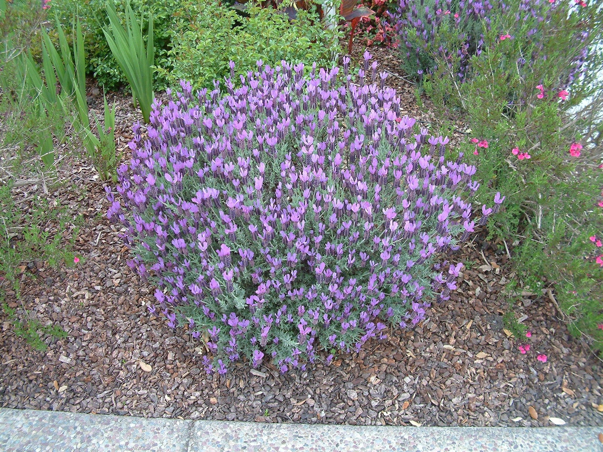 Lavender - Hazel (Lavandula stoechas) - Ladybird Nursery
