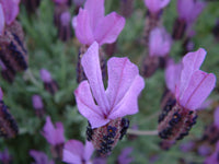 Lavender - Hazel (Lavandula stoechas) - Ladybird Nursery
