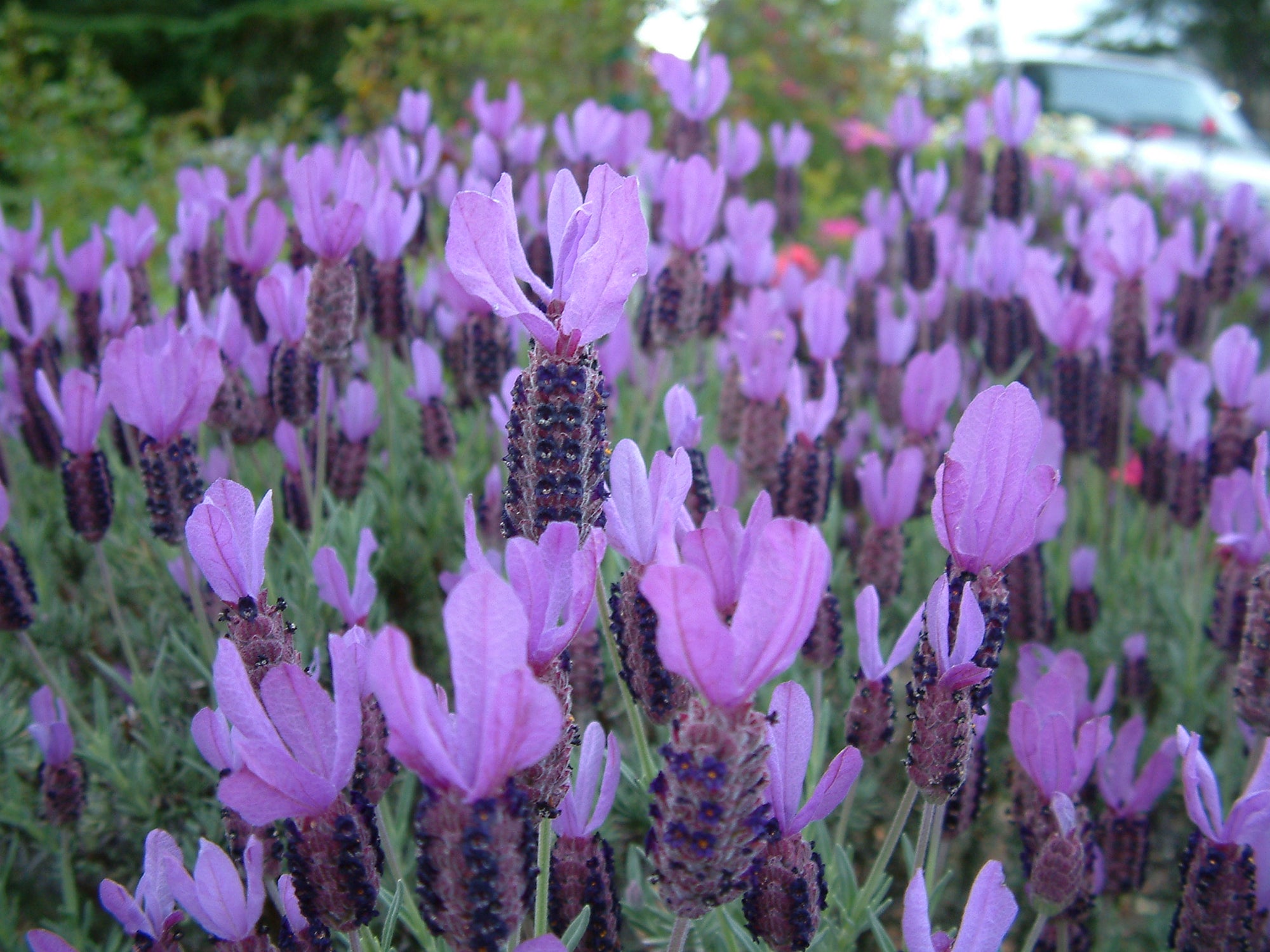 Lavender - Hazel (Lavandula stoechas) - Ladybird Nursery