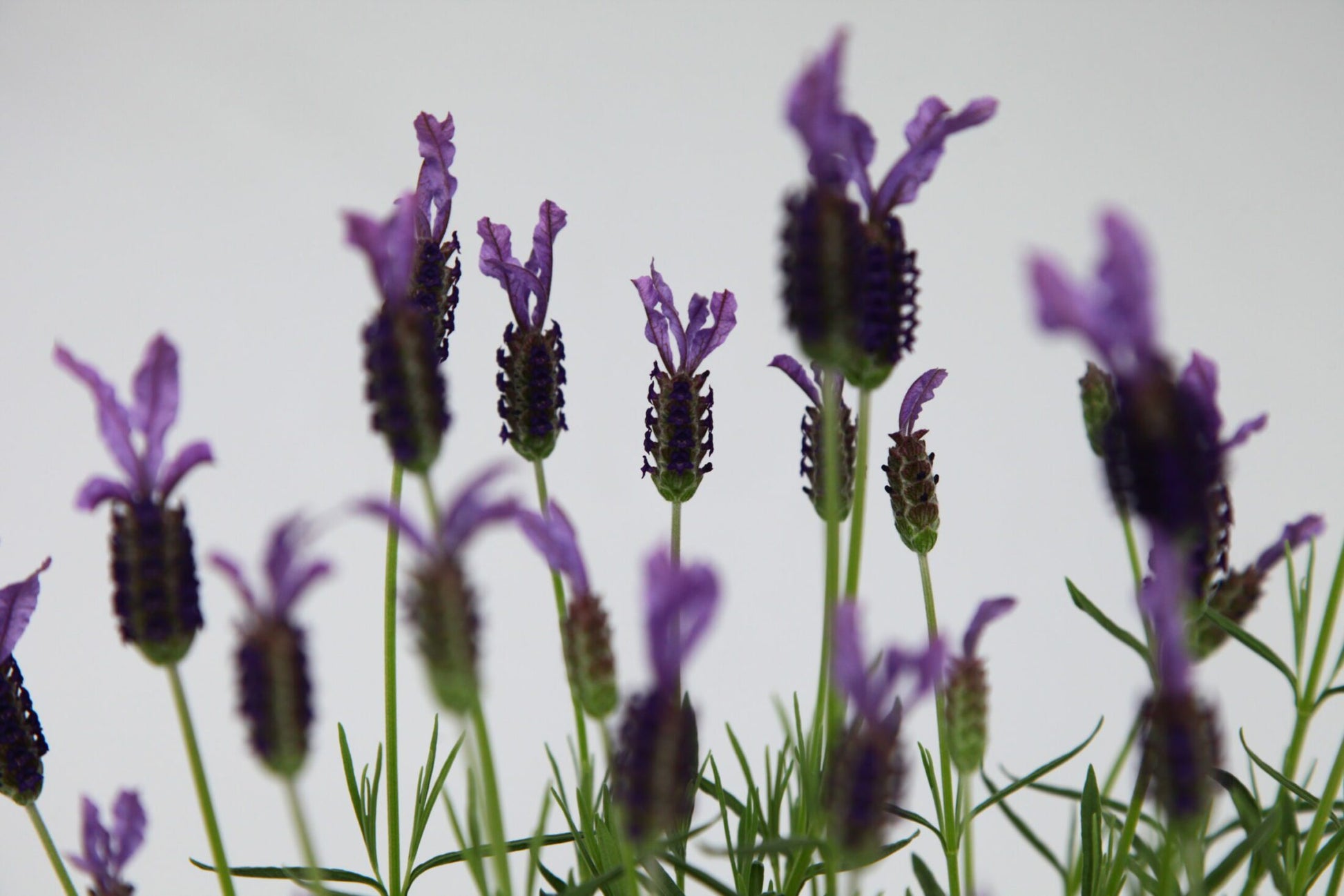 Lavender - Hazel (Lavandula stoechas)