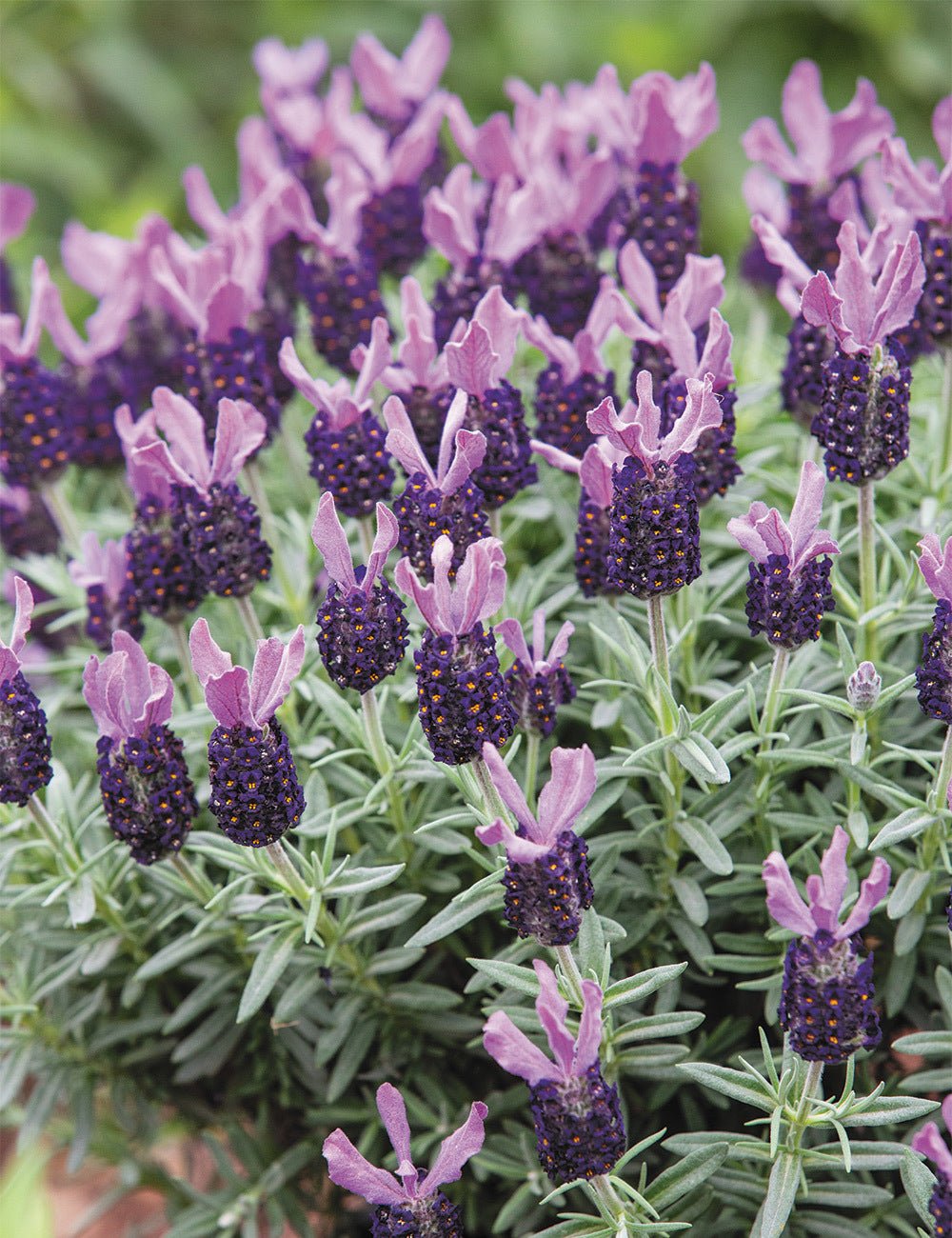 Lavender - LaDiva Big Night Papillon (Lavandula) - Ladybird Nursery