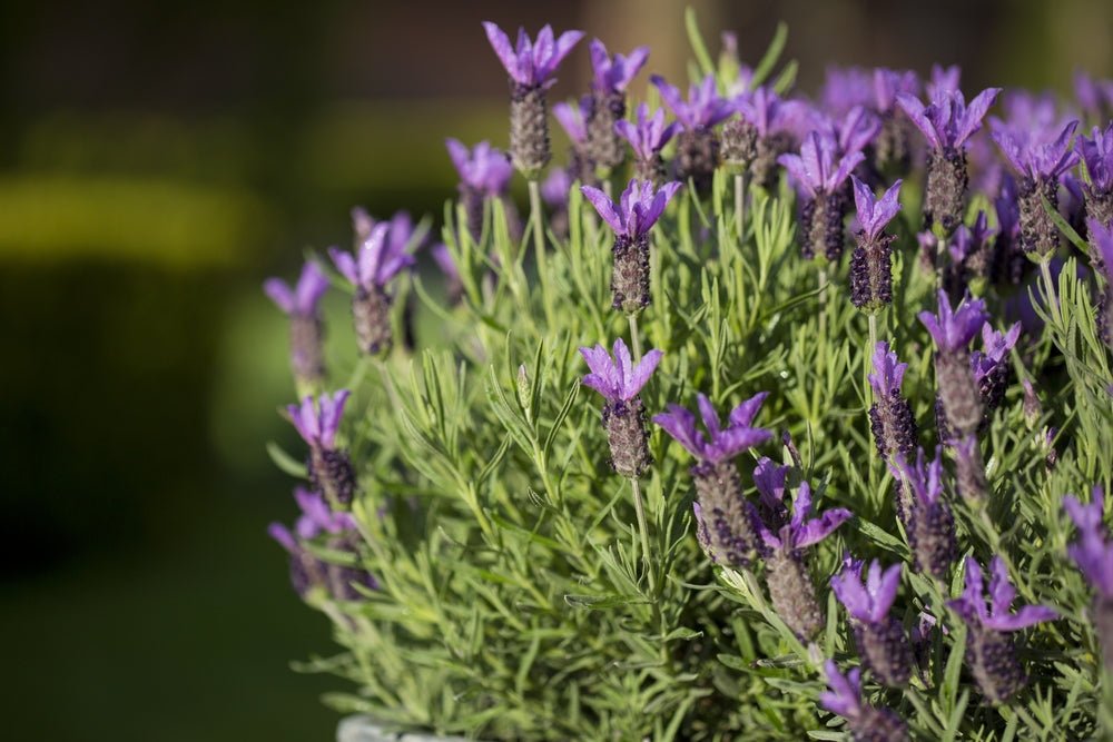 Lavender - LaDiva Big Night Papillon (Lavandula) - Ladybird Nursery