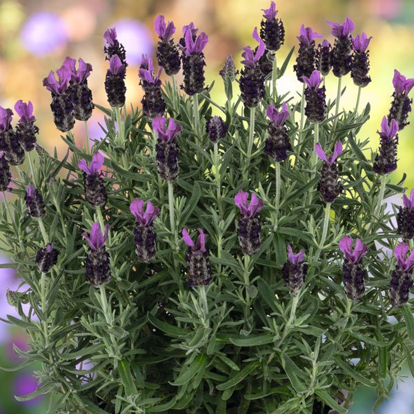 Lavender - LaDiva Big Night Papillon (Lavandula) - Ladybird Nursery