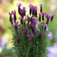 Lavender - LaDiva Big Night Papillon (Lavandula)