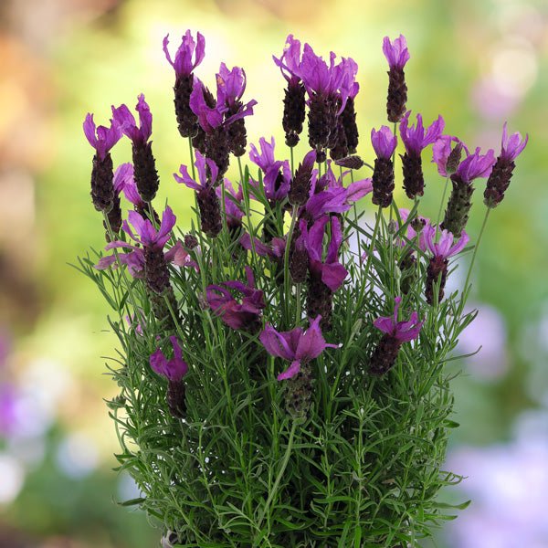 Lavender - LaDiva Big Night Papillon (Lavandula) - Ladybird Nursery
