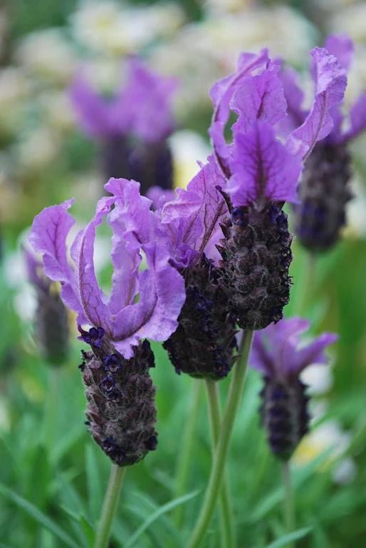 Lavender - Lilac Lace (Lavandula hyb.) - Ladybird Nursery