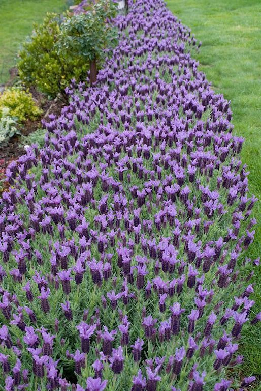 Lavender - Lilac Lace (Lavandula hyb.)