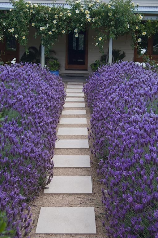 Lavender - Lilac Lace (Lavandula hyb.)