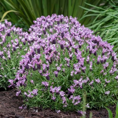 Lavender - Lilac Lace (Lavandula hyb.) - Ladybird Nursery