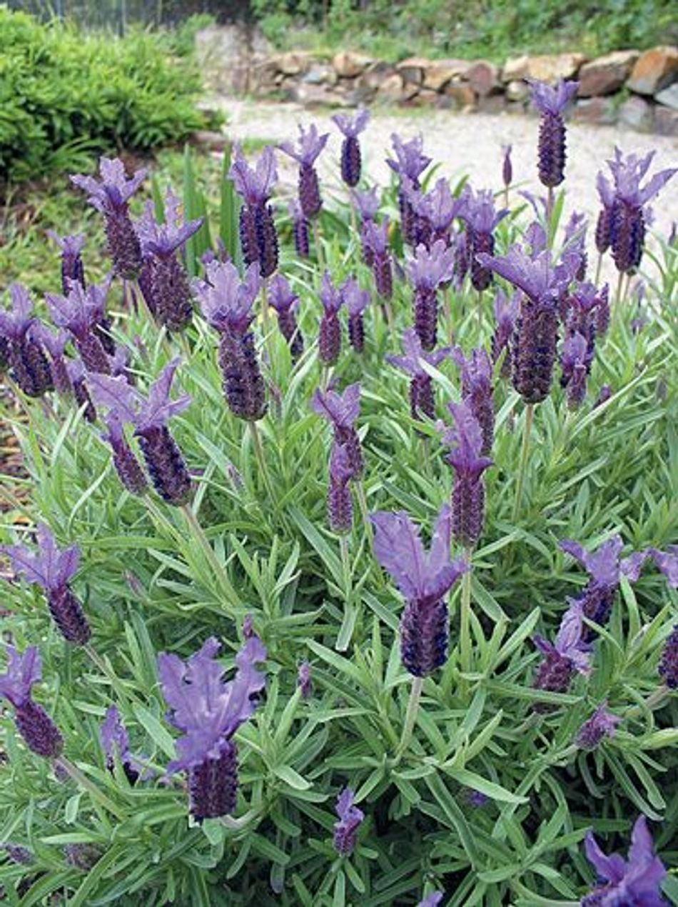 Lavender - Lilac Lace (Lavandula hyb.) - Ladybird Nursery