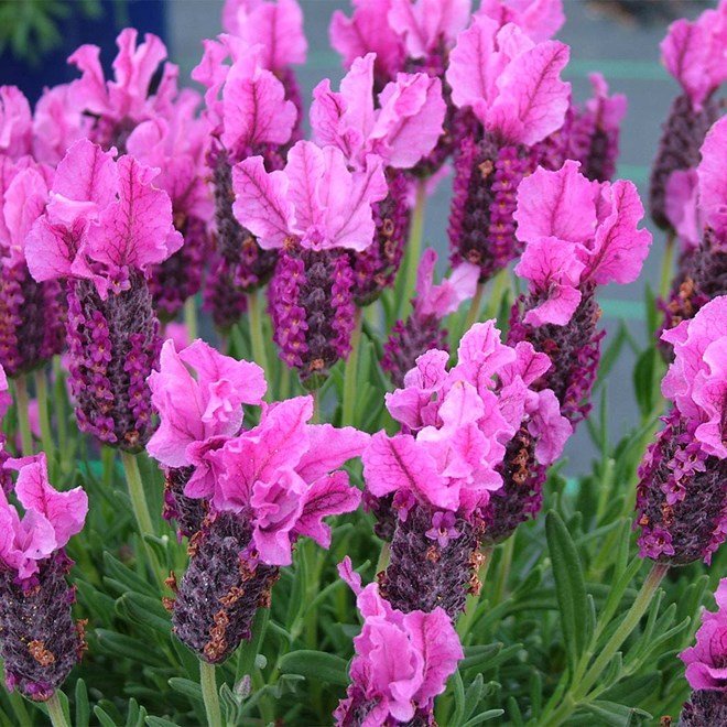 Lavender - Loveheart (Lavandula) - Ladybird Nursery