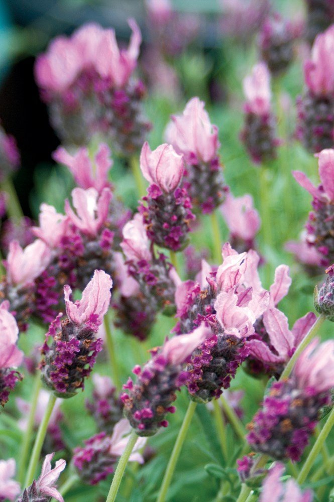Lavender - Loveheart (Lavandula) - Ladybird Nursery