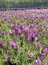 Lavender - Loveheart (Lavandula) - Ladybird Nursery